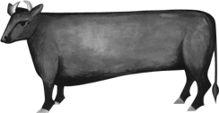 mr-cow.grey
